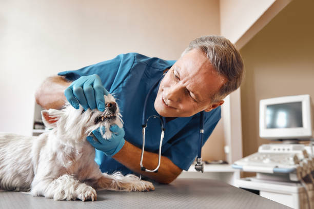 Best Emergency Tooth Extraction in Media, PA